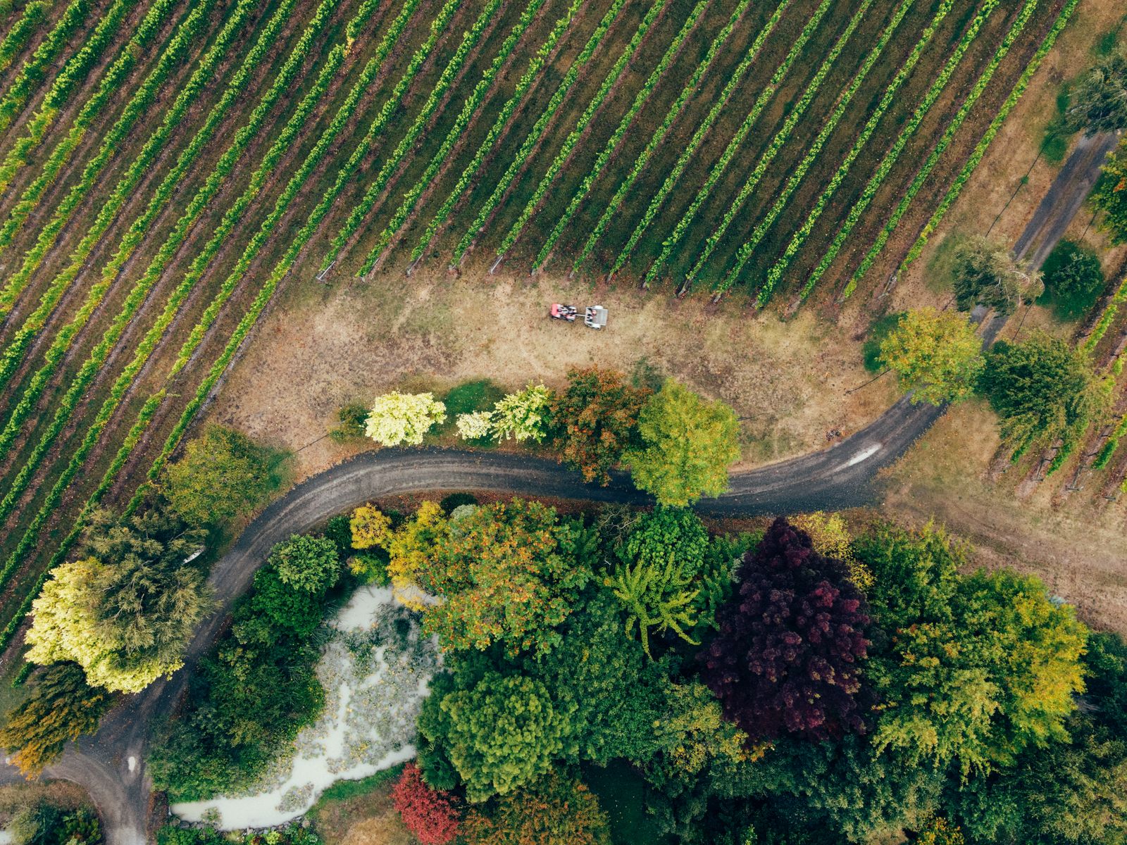 Road running through San Joaquin Valley farmland
