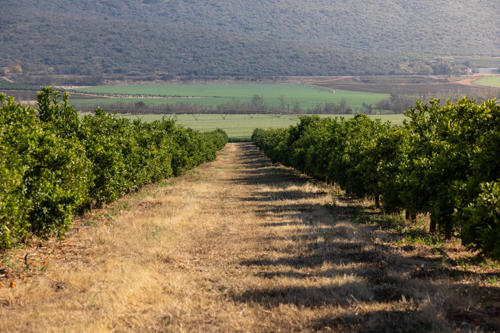 Wasco almond ranch detail
